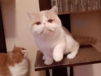 Safkan şecereli yetişkin Dişiler