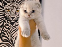 SAFKAN MÜKEMMEL KALİTE MAVİŞ GÖZLÜ KEDİLERİM
