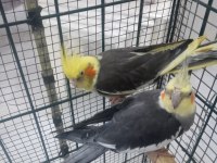 2,5 YAŞINDA ERKEK VE DİŞİ SULTAN PAPAĞAN+3 TANE YAVRU