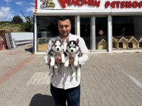 Orjinal Sibirya Kurdu Husky Yavrular Fenomen Pet Ankara