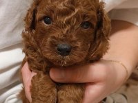 Toy Poodle Cinsi Yavrumuz
