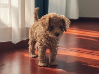 Prenses Poodle Kızımız Günü Gelen Uygulamaları Yapıldı