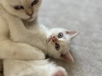 OYUNCU ERKEK SCOTTİSH KEDİMİZ