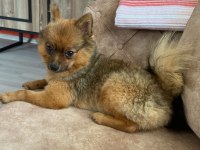 Pomeranian Spitz Sahiplendirme