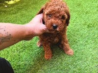 Redbrown toy poodle yavrularımız