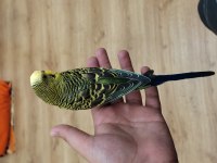 Ucuz çift muhabbet kuşlarım sağlıklı