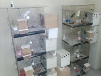 5 Takım Muhabbet Kuşları Yumurtalı Yavrulu