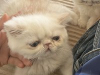 Exotic shorthair cinsi safkan kedimiz