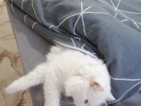 Çok naif akıllı chinchilla kedimize yuva arıyoruz