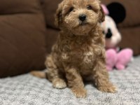 Maltipoo dişi