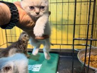 Uygun british shorthair yavrular