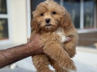 Petmode köpek çiftliğinde ziyarete açık maltipoo