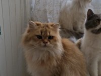 Ücretsiz sahiplendirme kedimiz