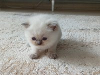 Cins Yavru Kediler