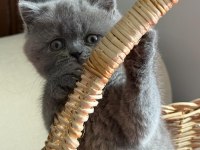 Scottish ve british shorthair yavrular
