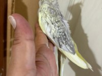 EVLERE MASKOT 51 GÜNLÜK RENK GÜZELİ SULTAN BEBEK