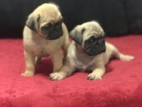 A KALİTE PUG MOPS BEBEKLER