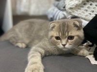 Minik scottish fold kız