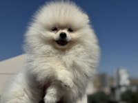 Ultra kalite ayı suratlı pomeranian yavrular