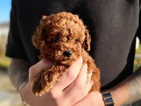 Kore teacup toy poodle