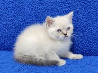 YENİ YUVASINA GİTMEYE HAZIR  BRİTİSH PONÇİK