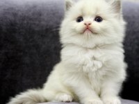 RAGDOLL BEBEKLERİMİZ
