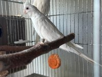 Albino Sultan Papağanı Takım