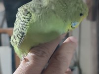 ELE ALIŞTIRMALIK YAVRU MUHABBET KUŞUMUZ