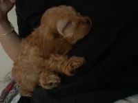 Sahibinden sahiplendirilecek toy poodle