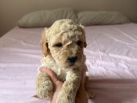 Yavru erkek maltipoo
