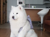 23 Haziran doğumlu Safkan A Kalite samoyed bebekler