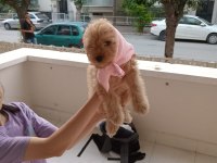 Maltipoo köpeğimizi sahiplendirme
