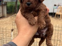 Red brown toy poodle