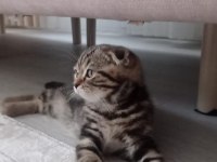 Scottish fold 3 aylık yavru