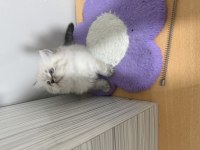 BRİTİSH LONGHAİR PAŞAM HAZIR