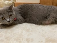 Miamızı sahiplendırıyoruz british shorthair