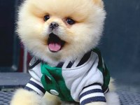 Mersin pomeranian yavru köpekler