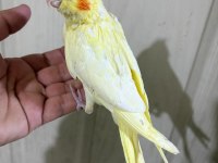 41 GÜNLÜK FUL EVCİL LUTİNO BEBEK SULTAN PAPAĞANI