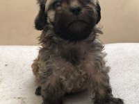 MAMA KARŞILIĞI SAHİPLENDİRİLECEK SHİH TZU