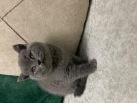 British ve scottish fold yavrular
