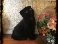 Siyah harika erkek yavru çok uygun puana scottish fold