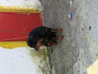 Kaliteli Erkek Rottweiler