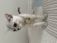 Safkan silver yakışıklı british shorthair oğlum