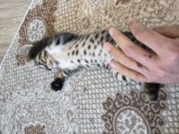Minik Kedimiz Jojo Yeni Sahibini Arıyor