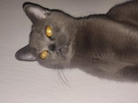 Anaç British Shorthair Kedimiz