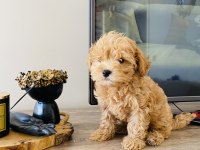 ORJİNAL MİNİ BOY MALTİPOO SÜS KÖPEĞİ