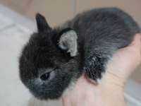 Safkan black otter cüce tavşan yavrular