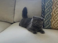 Sevimli yuvarlak suratlı scottish fold yavrumuz