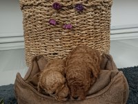 Poodle dünyası