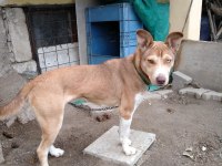 Yavru Husky